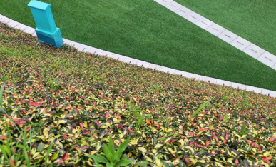 邊坡植物特寫(xiě)